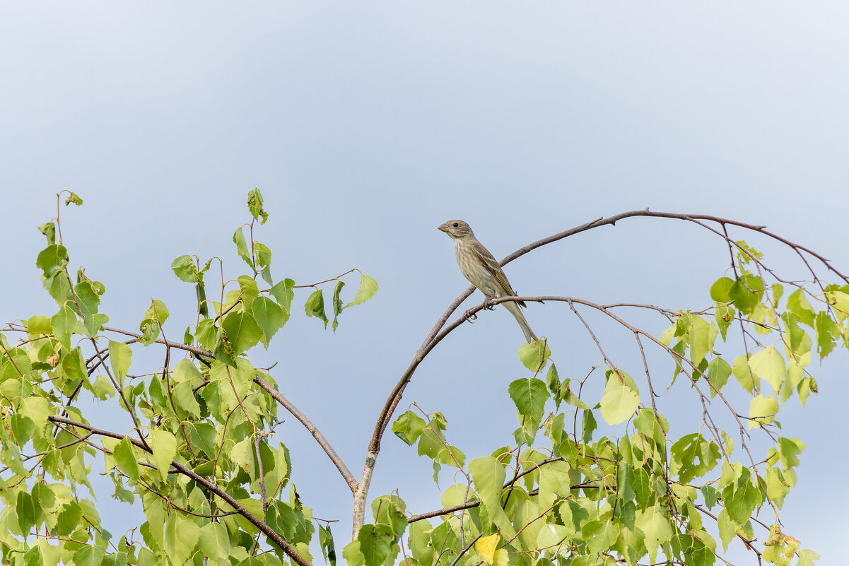 ? - юрий макаров