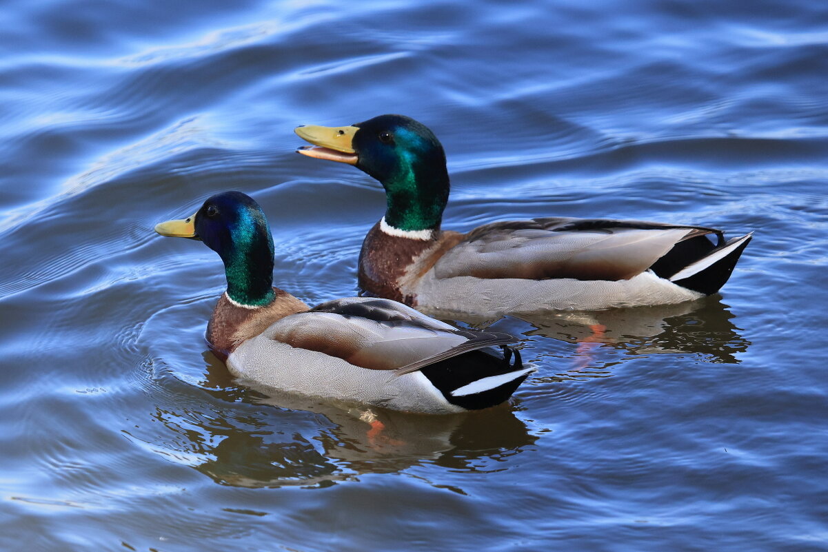"Улыбайся,нас снимают" - Владилен Панченко