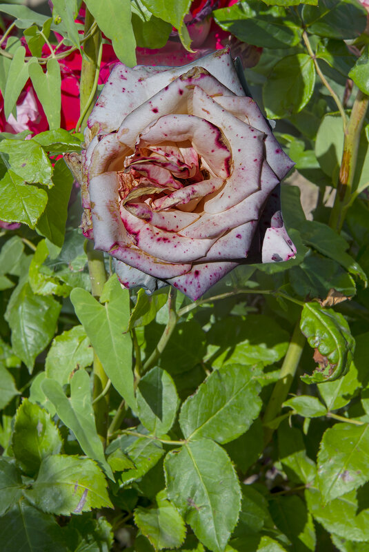 Роза - Анатолий Чикчирный