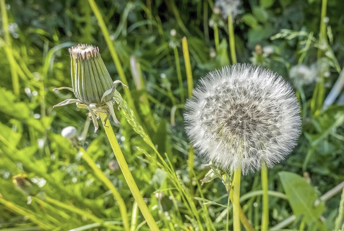 Сова и жаворонок - Валерий Иванович Сова и жаворонок - Валерий Иванович