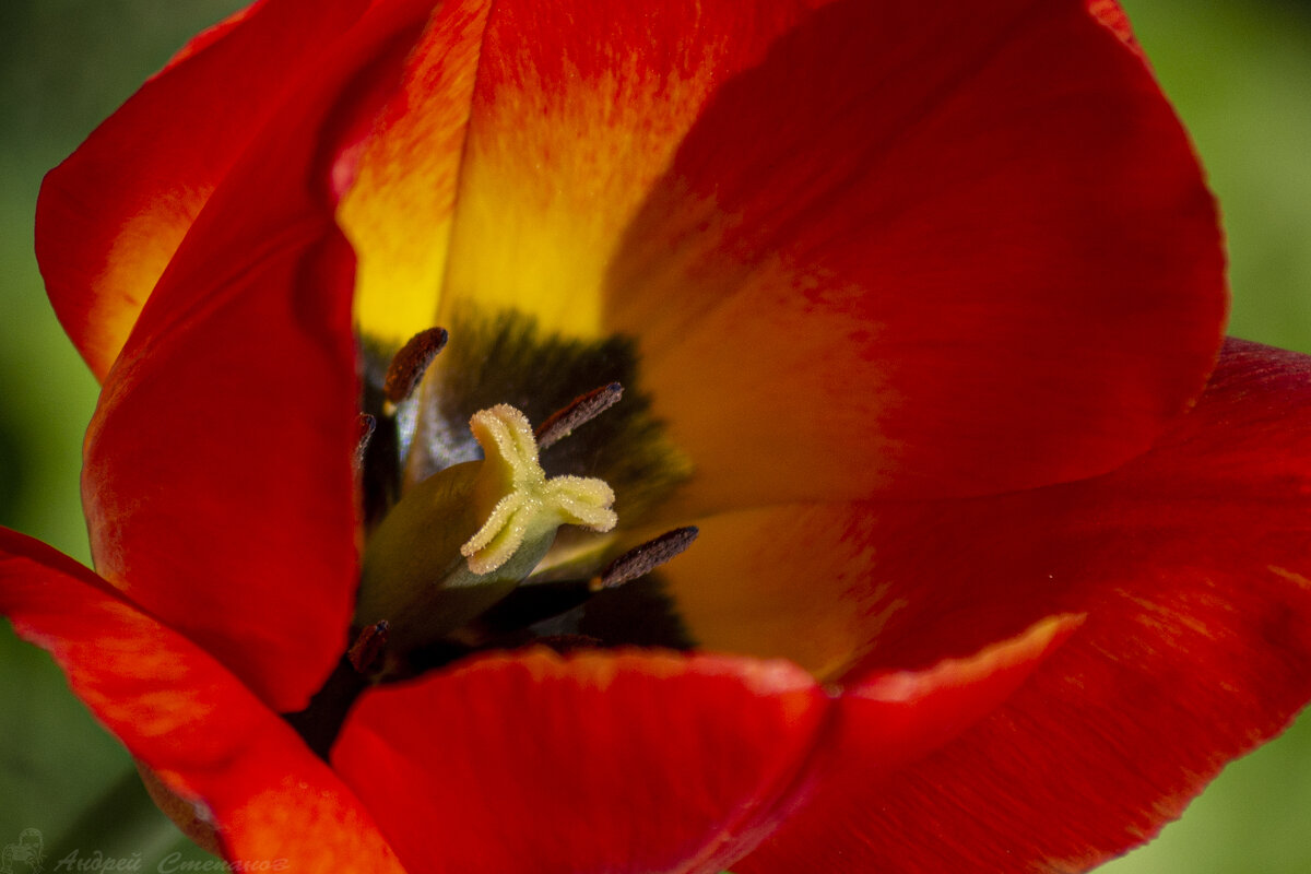 Тюльпан - Андрей + Ирина Степановы