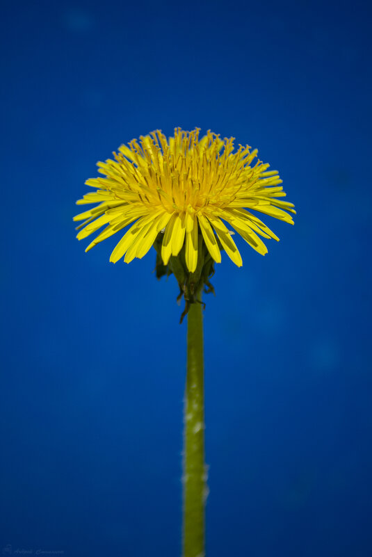Одуваньчик - Андрей + Ирина Степановы Одуваньчик - Андрей + Ирина Степановы