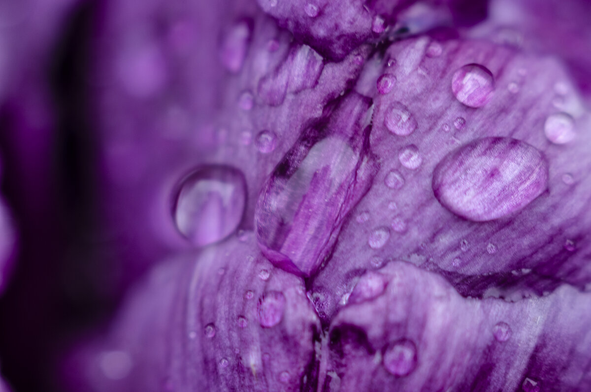 Капельки тюльпана - Андрей Щетинин Капельки тюльпана - Андрей Щетинин