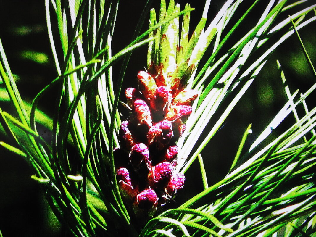 Цветение кедра - Людмила Смородинская Цветение кедра - Людмила Смородинская