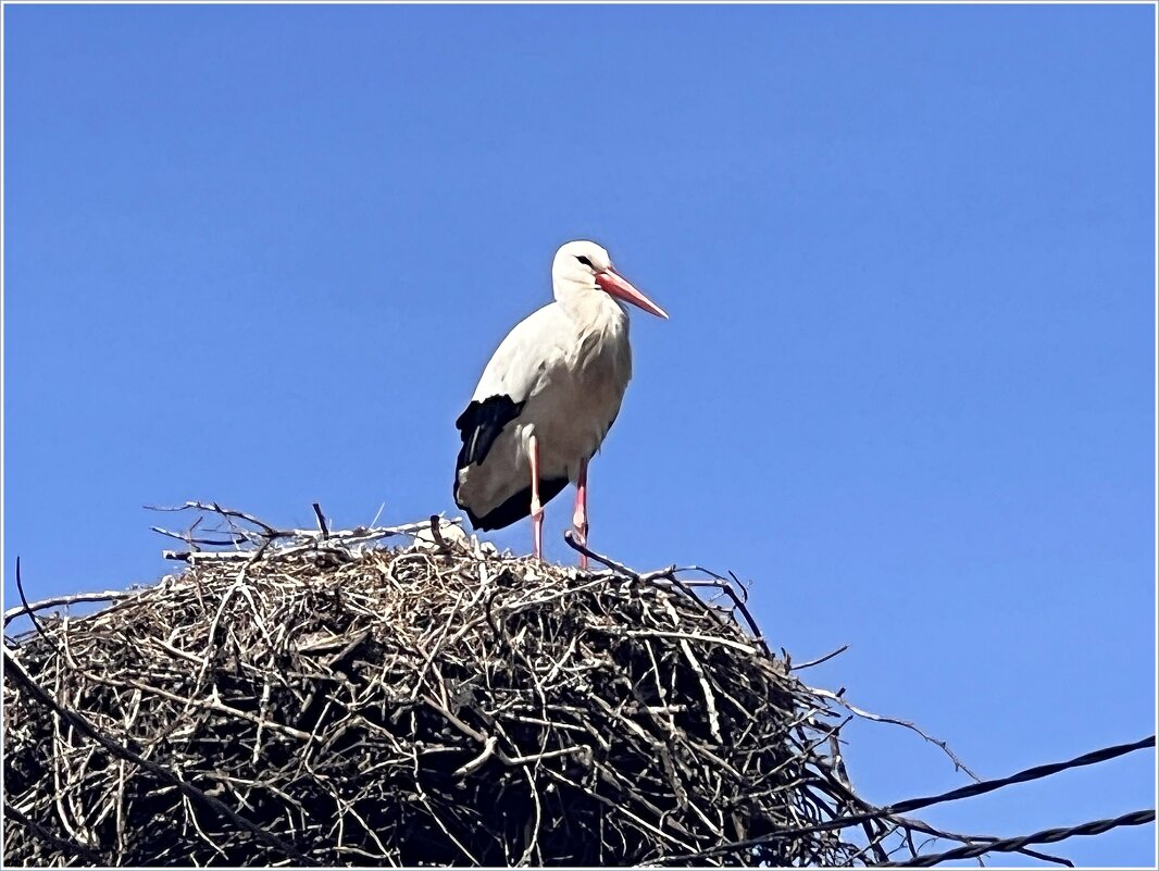 Аист. - Валерия Комова Аист. - Валерия Комова