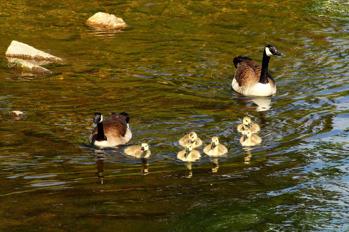 На прогулку - Юрий. Шмаков