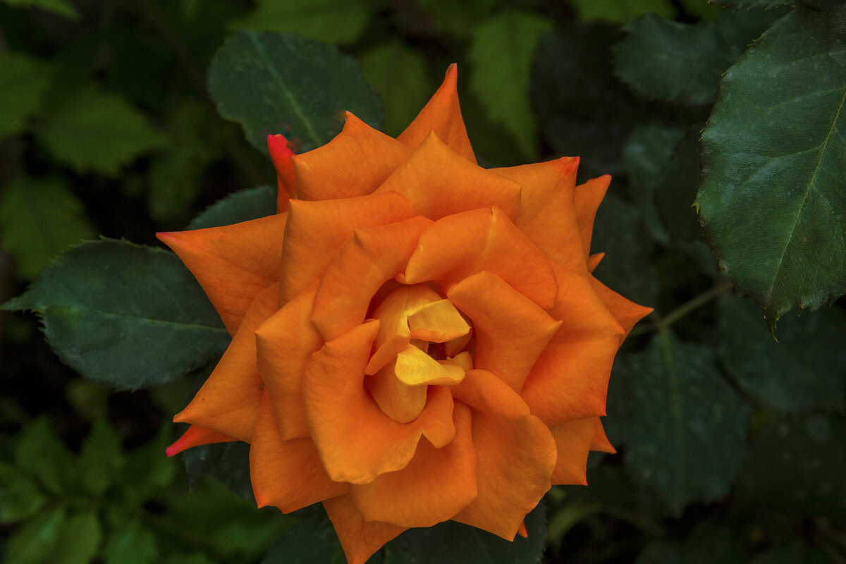 Оранжевая роза Флорибунда - Валентин Семчишин Оранжевая роза Флорибунда - Валентин Семчишин