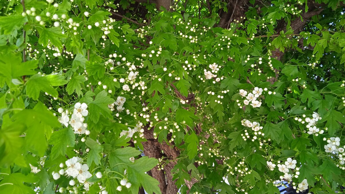 май - Елена Шаламова