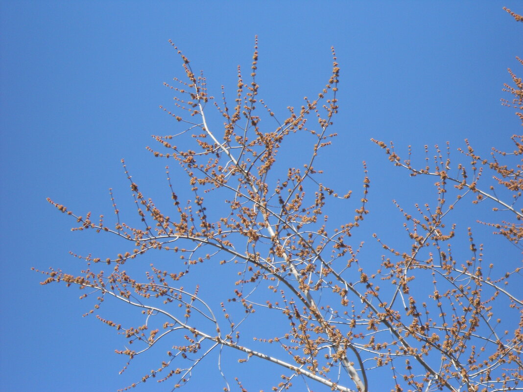 так начинался апрель - Елена Шаламова