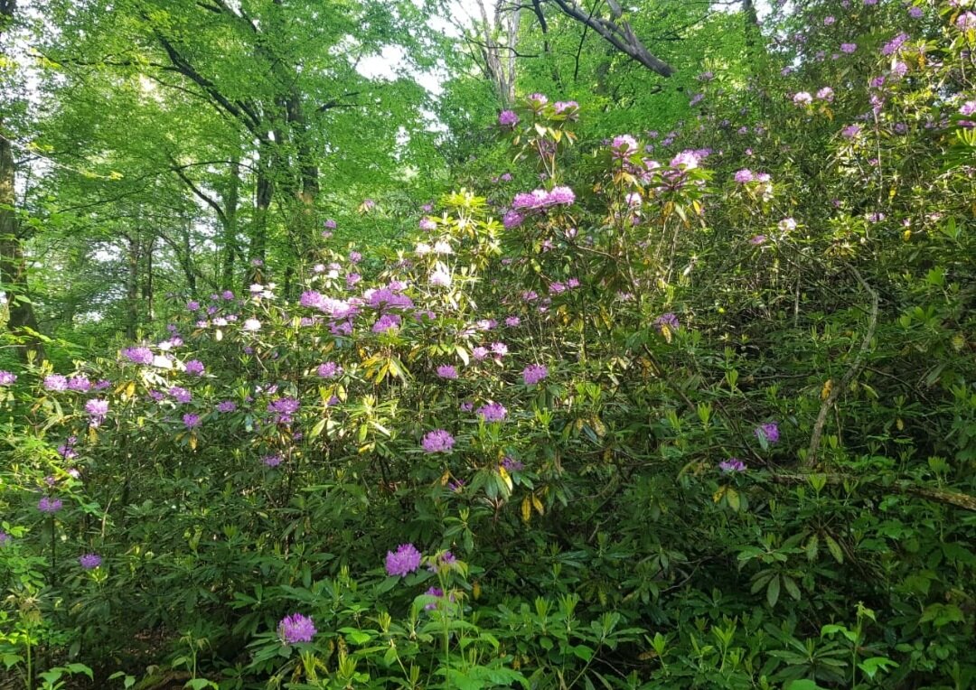 Рододендроновый лес - Tata Wolf