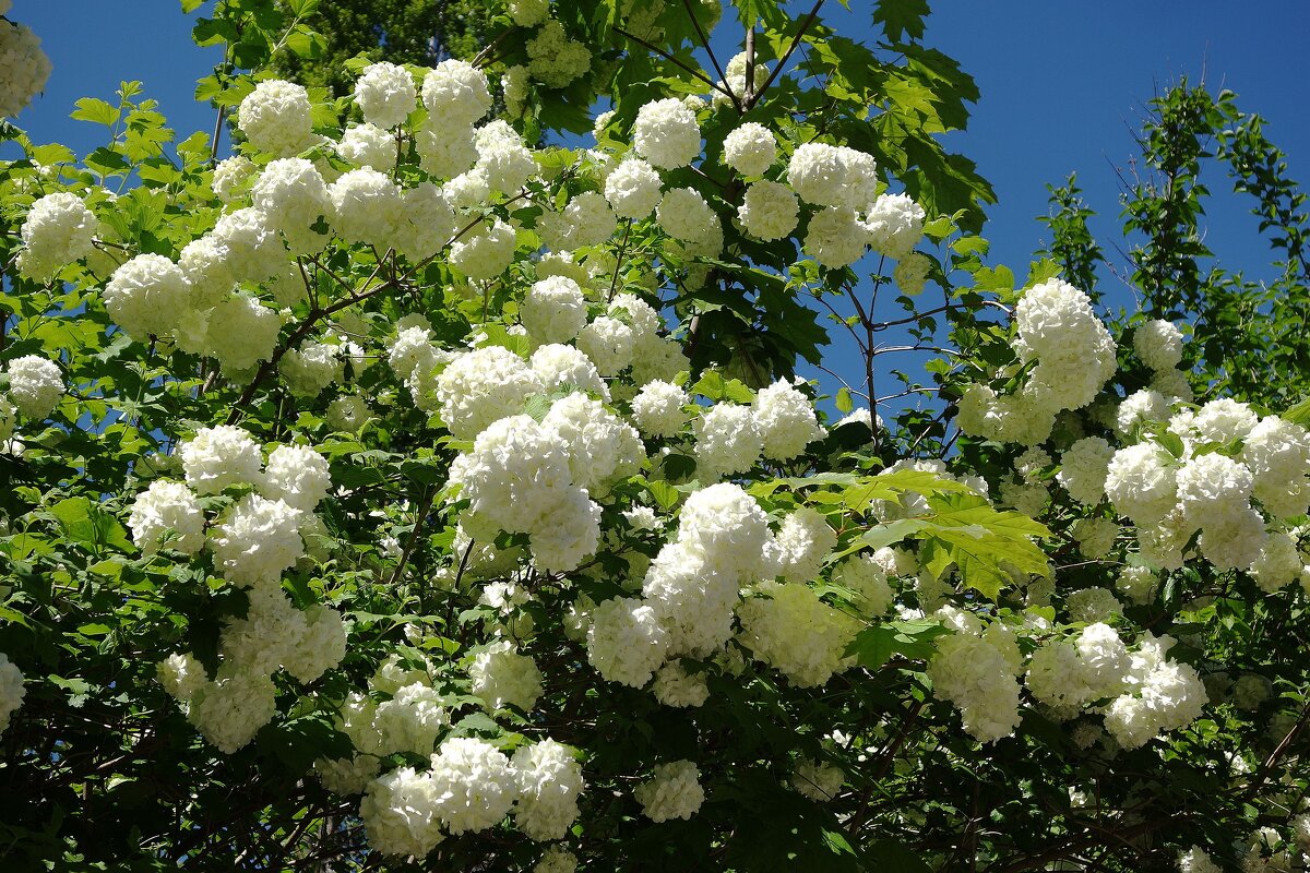 Цветет Калина - Рита Симонова