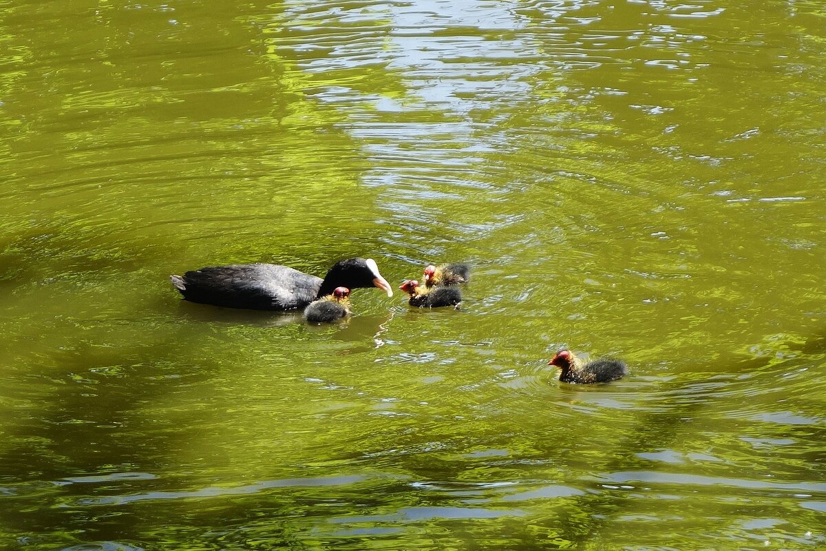 Лысуха с малышами - Рита Симонова Лысуха с малышами - Рита Симонова