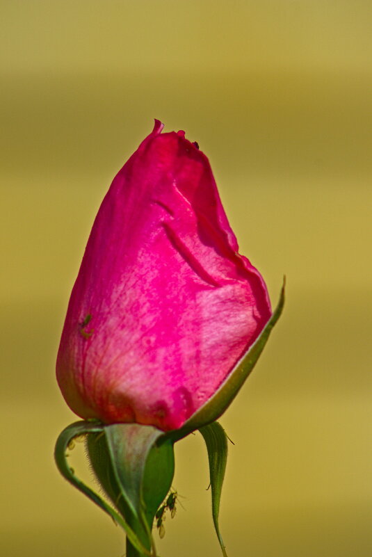 Бутон Розы - Giant Tao /