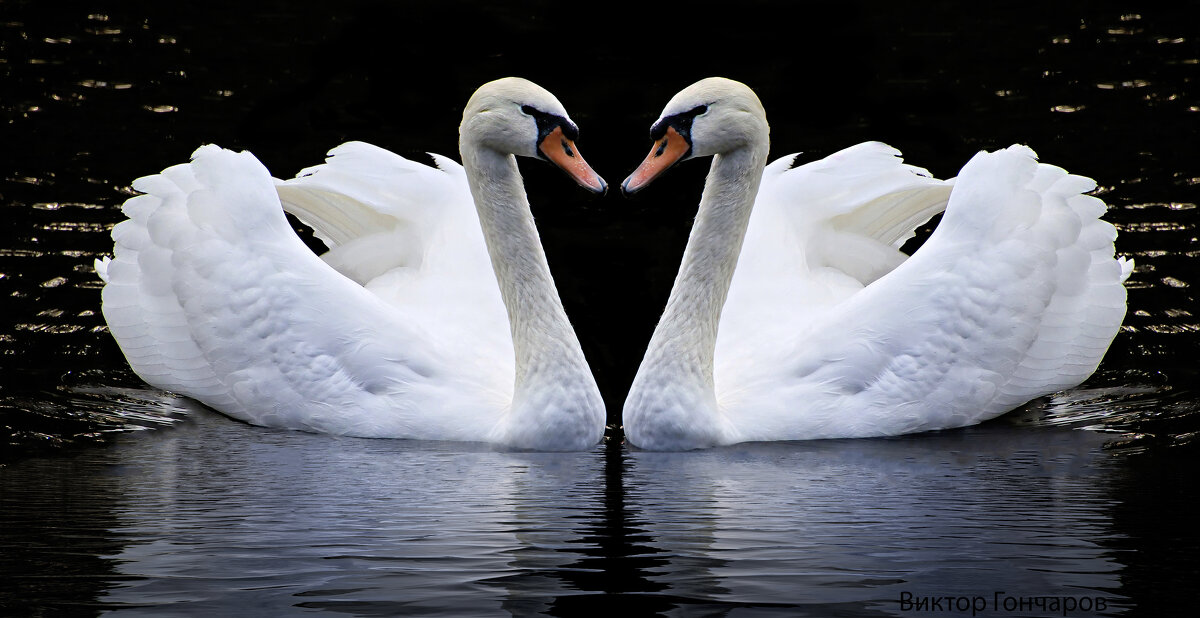 лебедь - Laryan1 