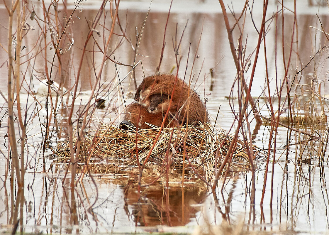 "Холод не тетка" Ондатры - Игорь Шабалин