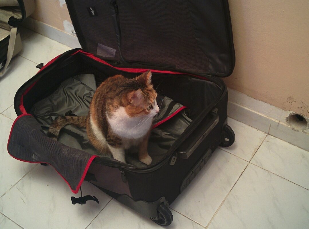 Не уезжаете! - Светлана Хращевская