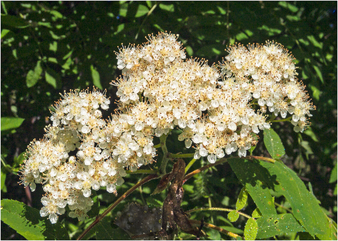 Рябиновый цвет - Валентин Котляров