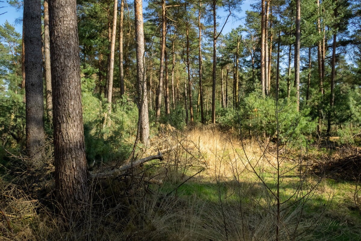 Лес, сосны... - Николай Гирш Лес, сосны... - Николай Гирш