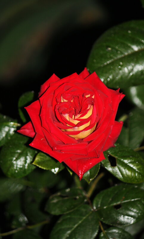 ... - Константин Штарк