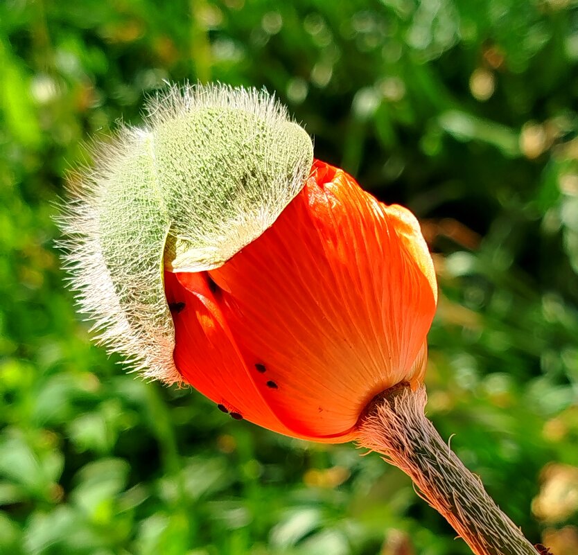 Яркий бутон мака - светлана льдокова Яркий бутон мака - светлана льдокова