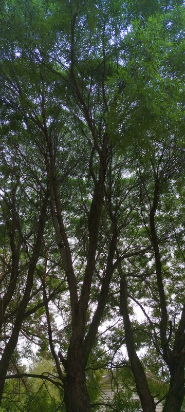 Крона большого дерева - Алексей Ильичёв