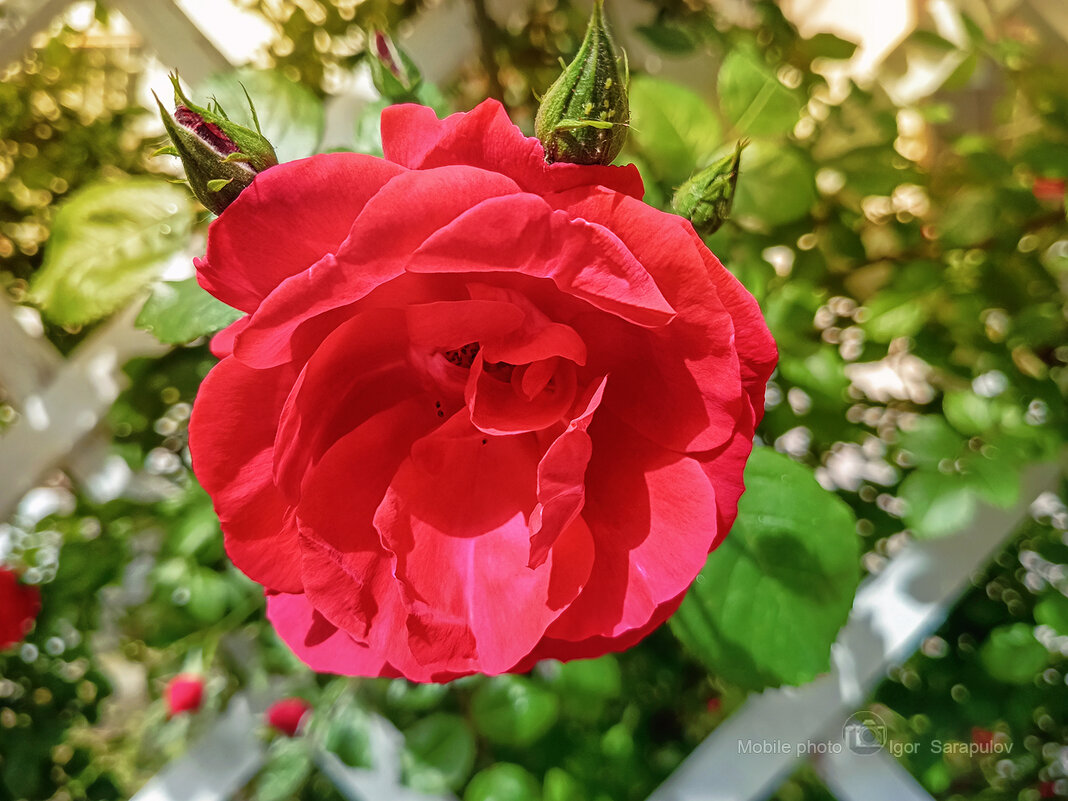 Роза - Игорь Сарапулов Роза - Игорь Сарапулов