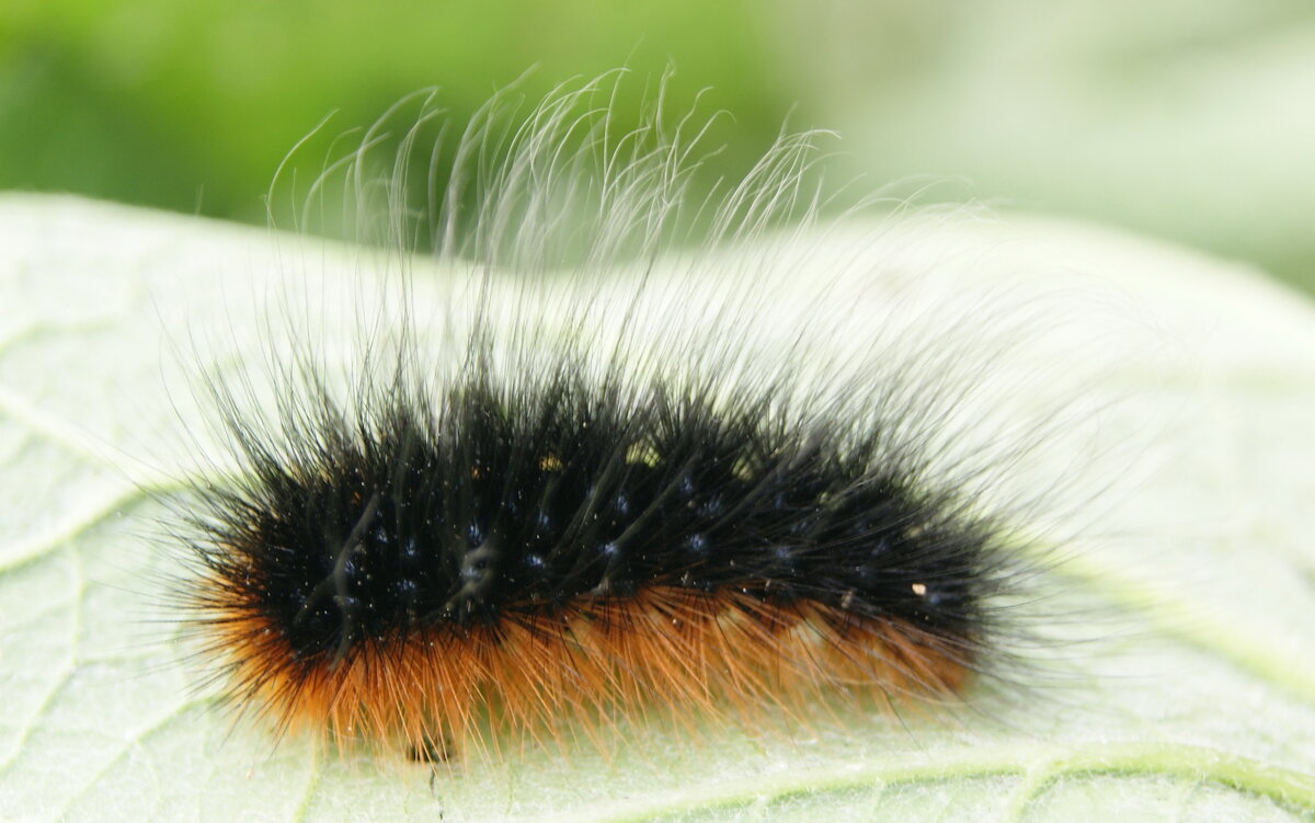 Гусеница. - сергей ермошкин