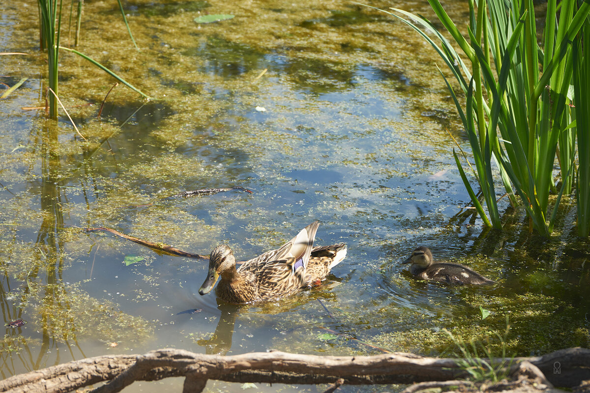 Ботанический сад 03 - Олег Манаенков