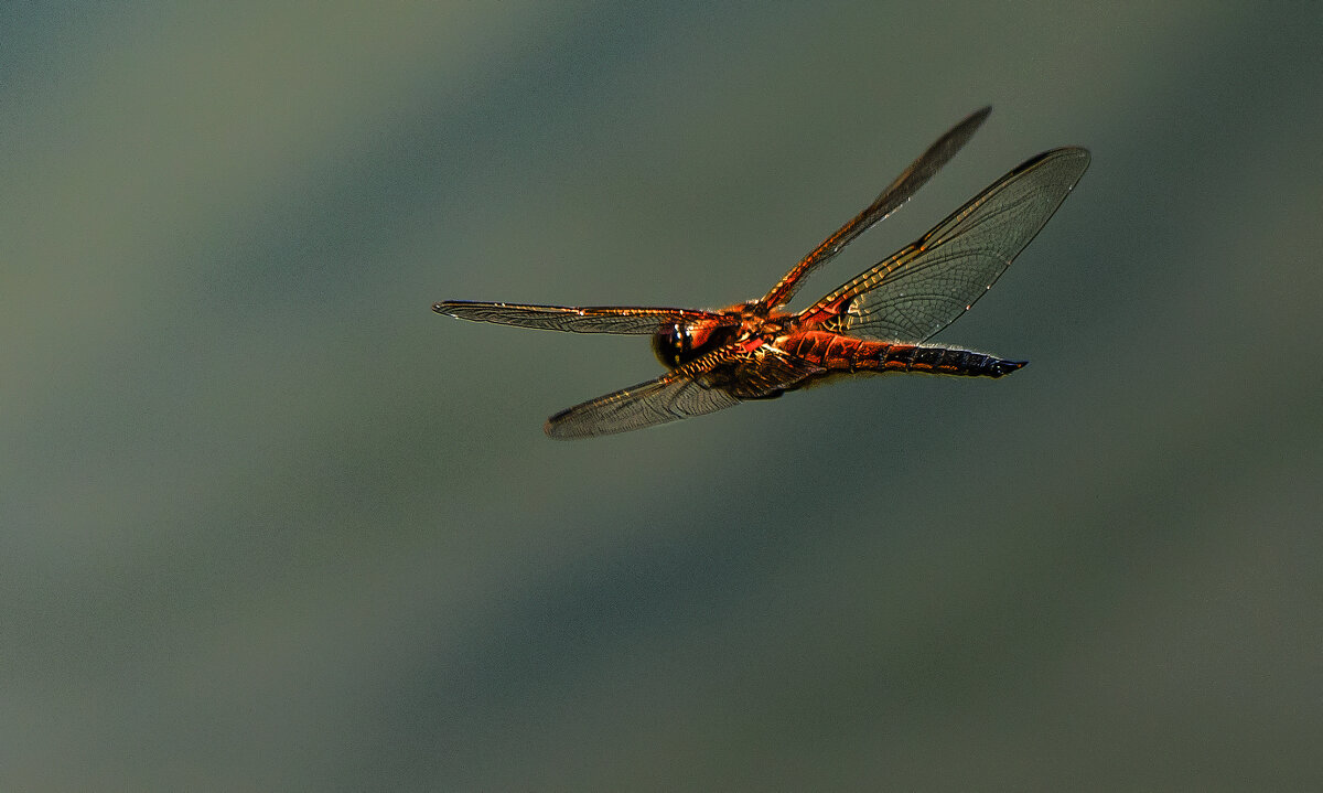 В полёте. - Владимир Безбородов В полёте. - Владимир Безбородов