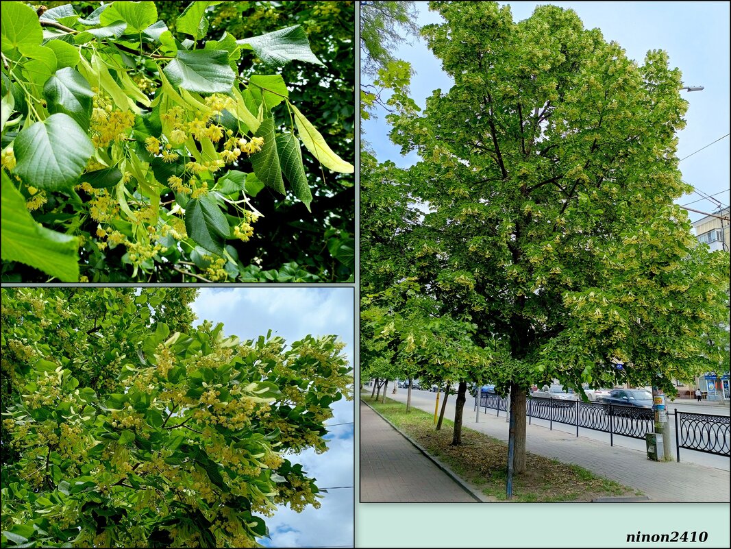 Май - Нина Бутко