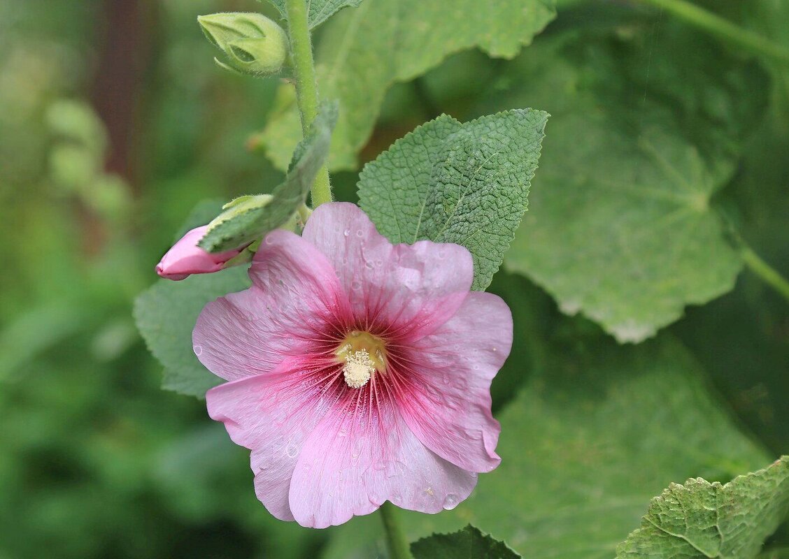 Мальва - ZNatasha -