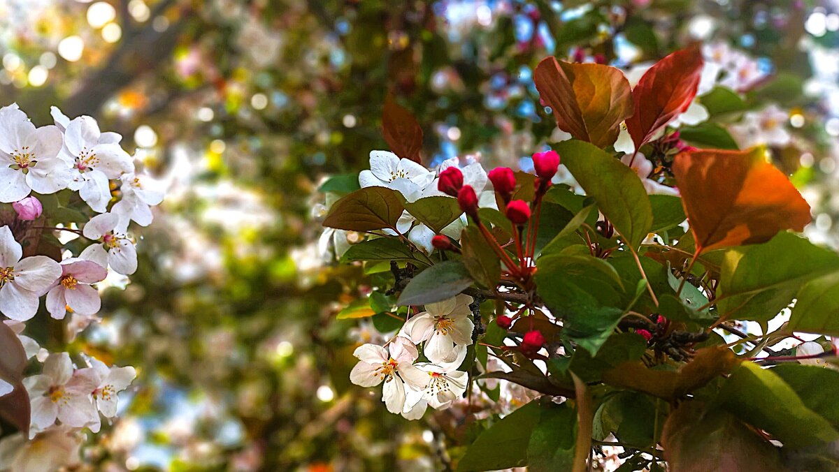 И воробей своим крылом, в песке купаяся, трепещет - Hope И воробей своим крылом, в песке купаяся, трепещет - Hope