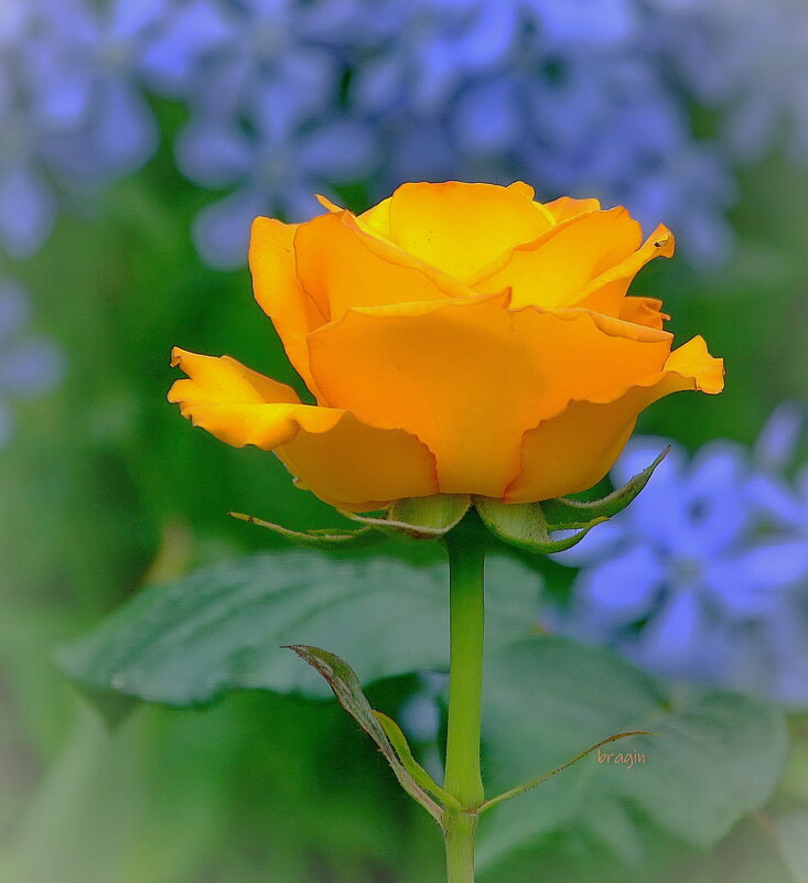 роза в мае зацвела... - Andrey Bragin роза в мае зацвела... - Andrey Bragin