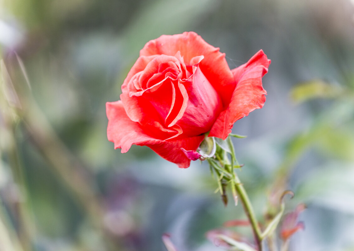 Нежность - Светлана Тихонина Нежность - Светлана Тихонина