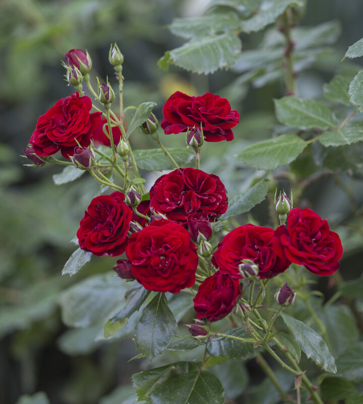 С моей клумбы - Светлана Тихонина С моей клумбы - Светлана Тихонина