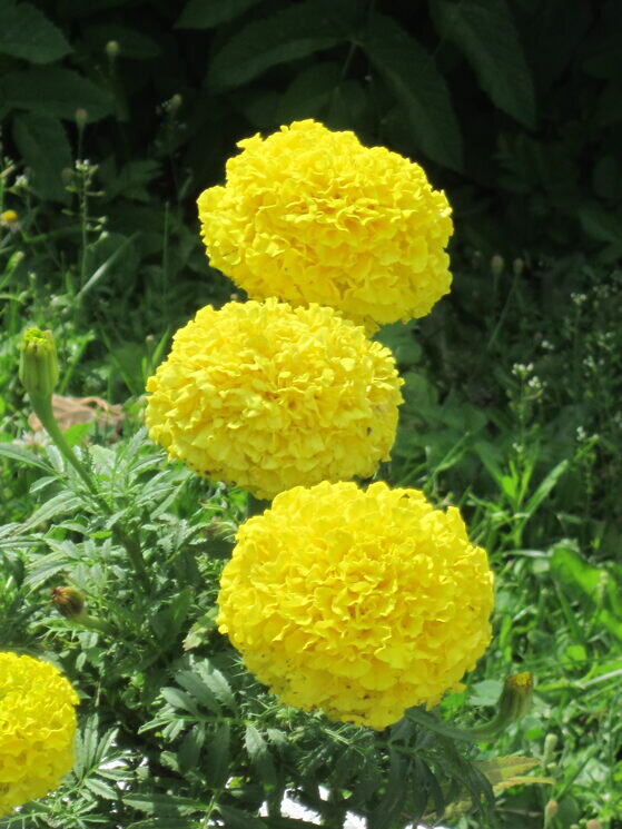 Жёлтые цветочки - Дмитрий Никитин