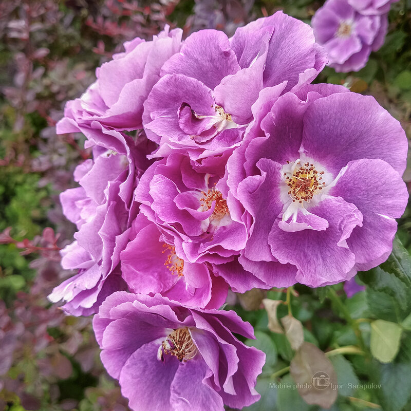 Рапсодия ин блю - Игорь Сарапулов