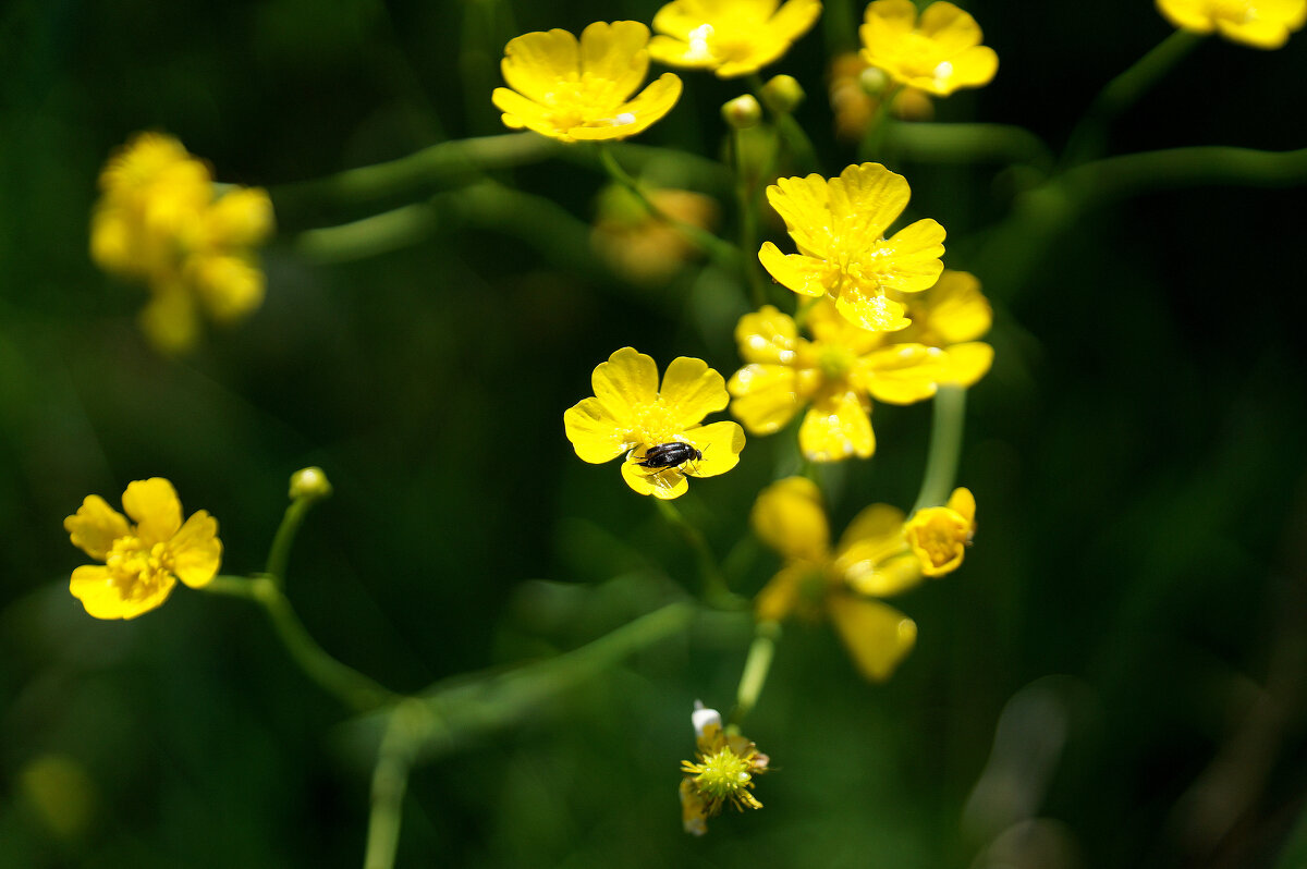 Природа конца мая  1 - Александр Прокудин