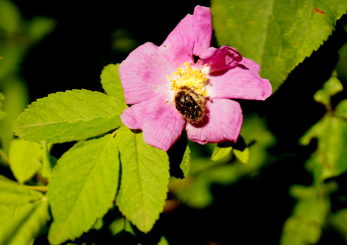 Природа конца мая 4 - Александр Прокудин Природа конца мая 4 - Александр Прокудин