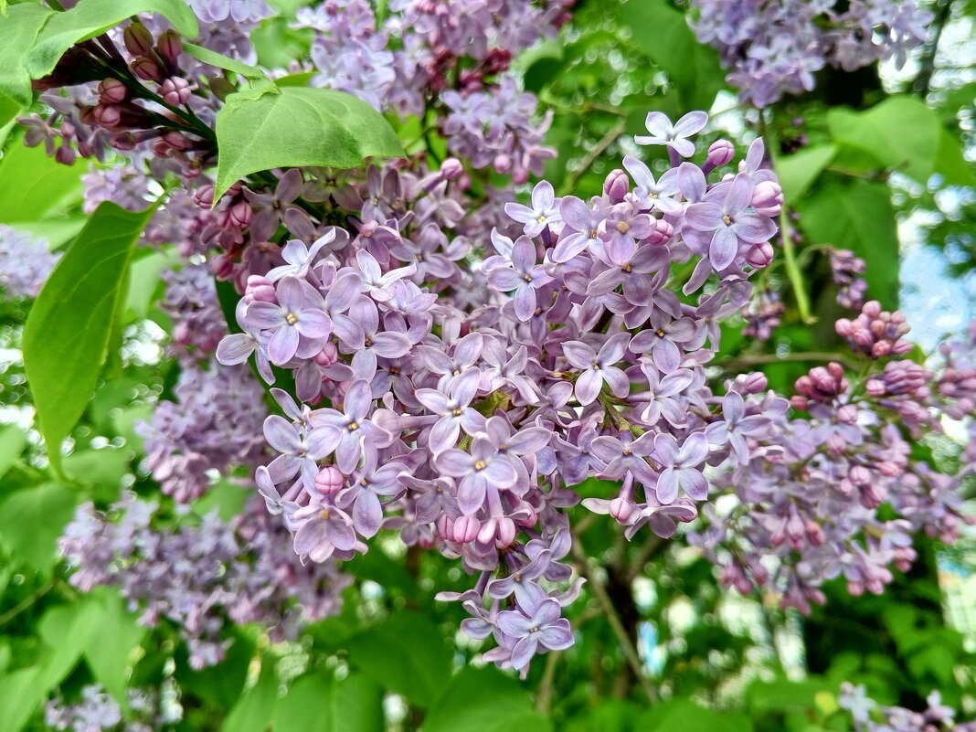 Сирень - Сапсан 