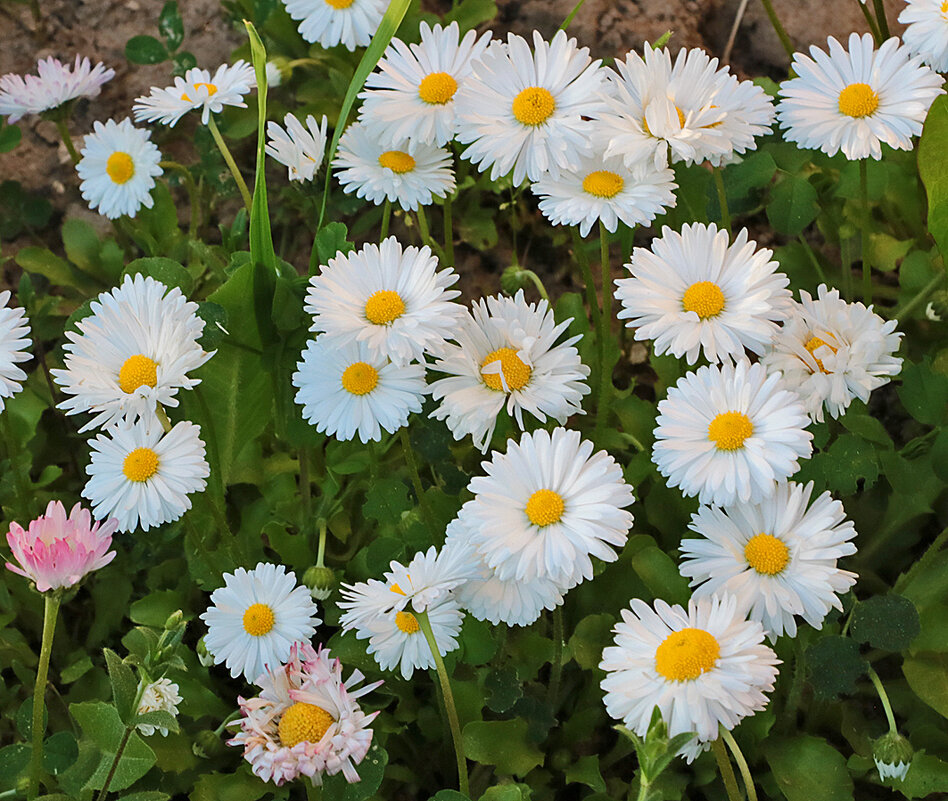 Маргариточки - Светлана 