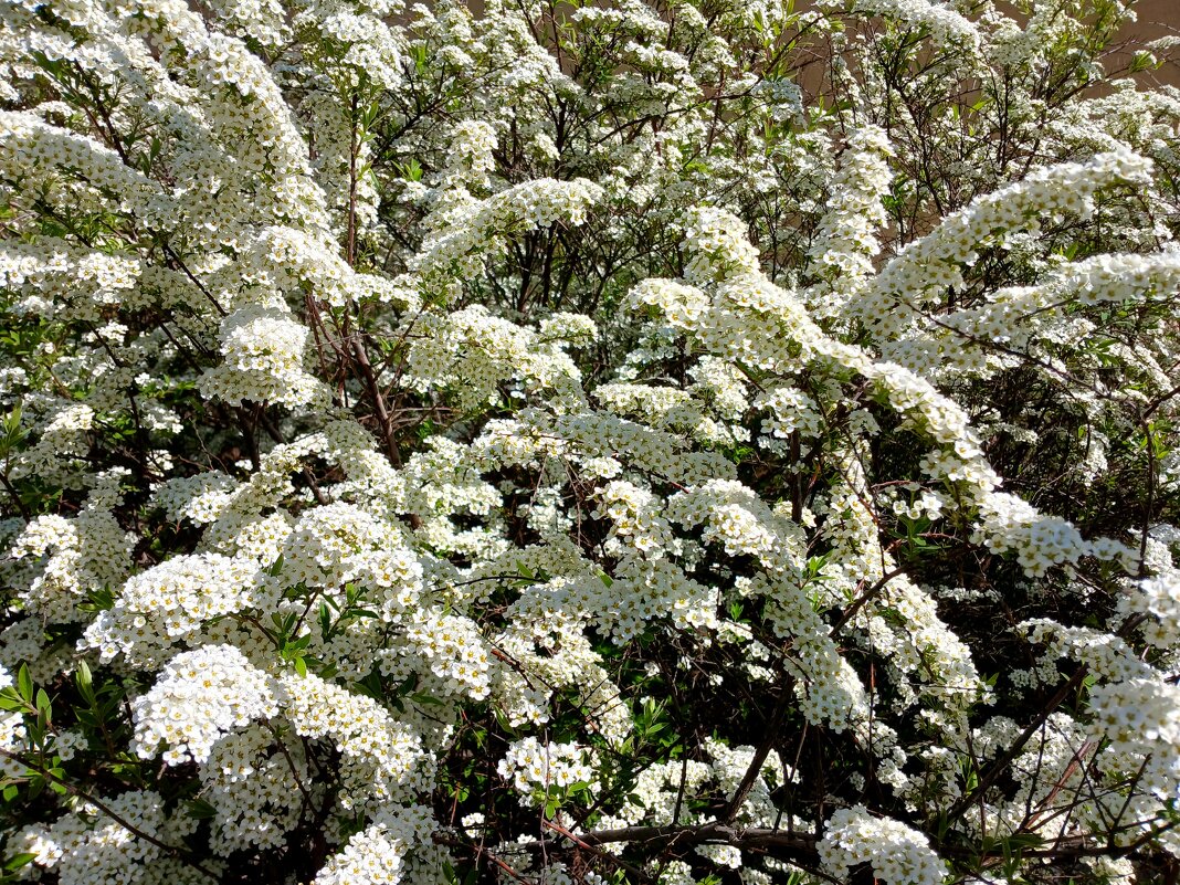 Спирейное великолепие.. - Лия ☼