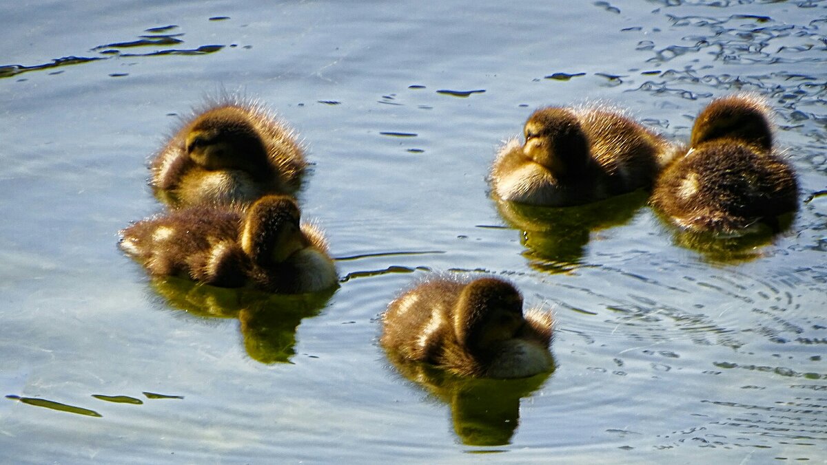 Спящие утята кряквы. - Милешкин Владимир Алексеевич 