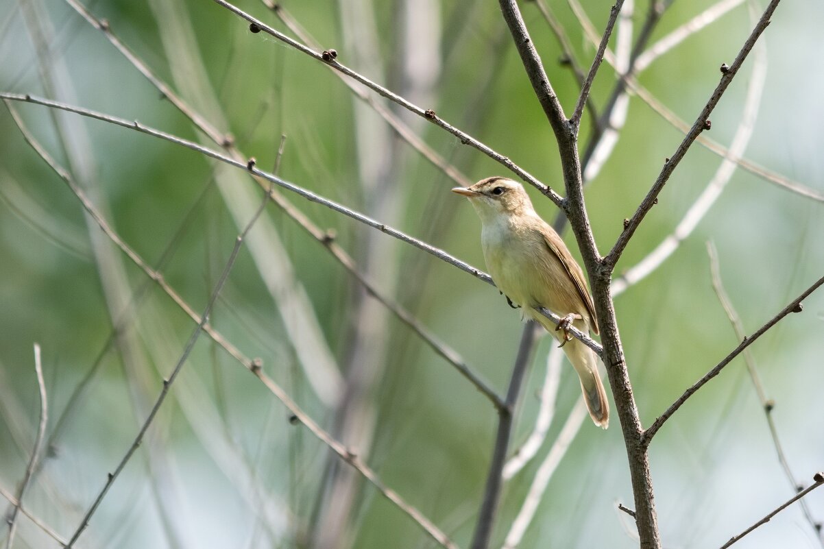 В ожидании лета. - Виктор Иванович Чернюк В ожидании лета. - Виктор Иванович Чернюк