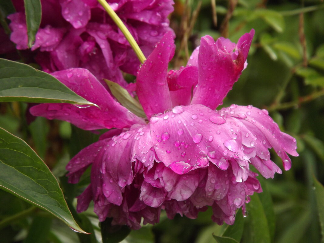 С первым днём лета,друзья! - Нина Андронова С первым днём лета,друзья! - Нина Андронова