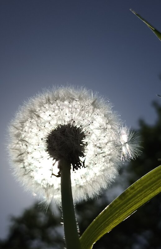 Солнечное лето - Pippa Солнечное лето - Pippa