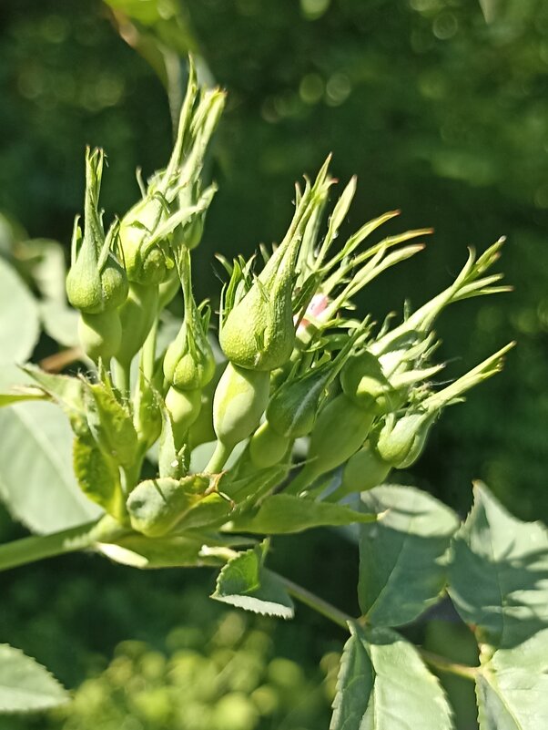 Солнечное лето - Pippa 