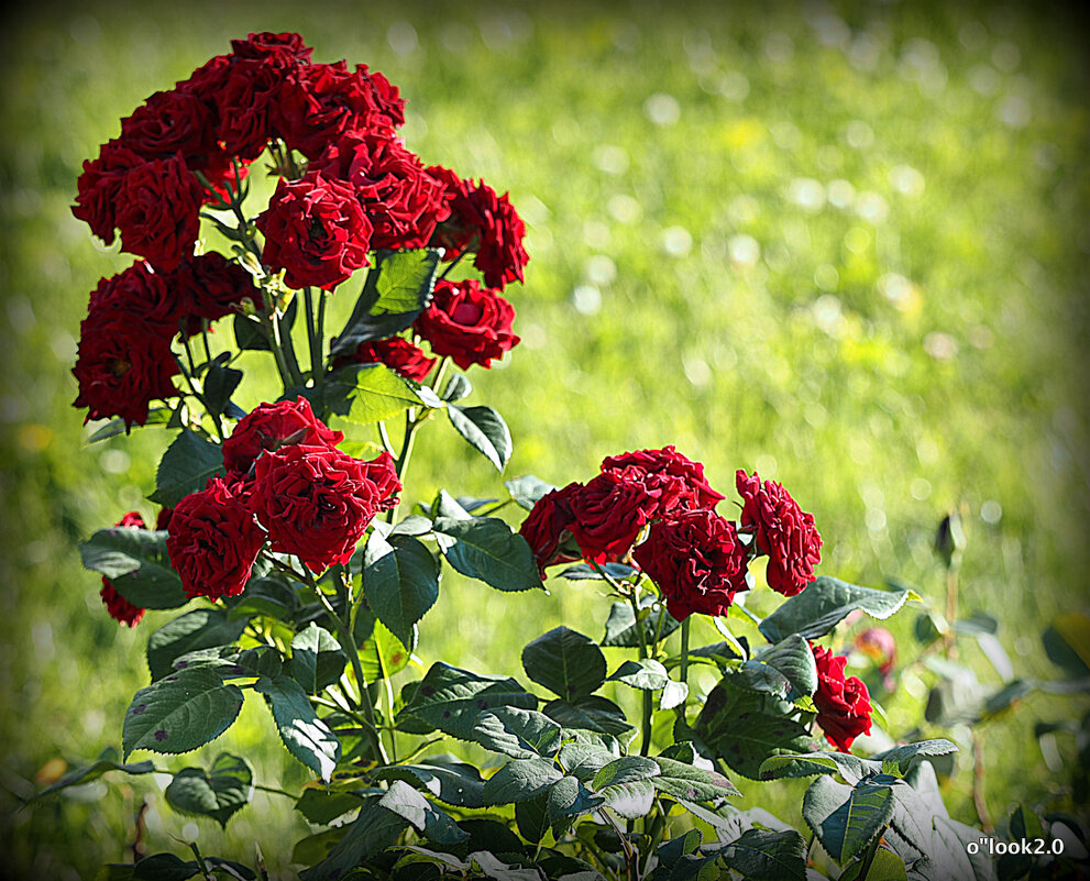 они на радость нам даны - Олег Лукьянов они на радость нам даны - Олег Лукьянов