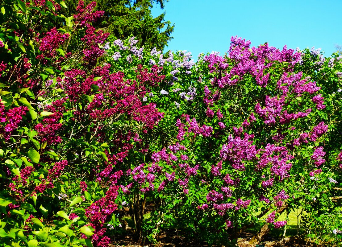 Сад сирени - Aida10 Сад сирени - Aida10