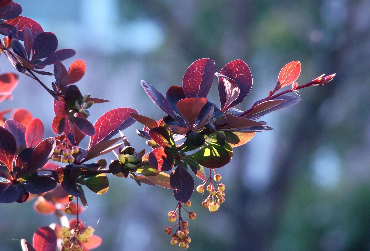Весенний барбарис - Syntaxist (Светлана) Весенний барбарис - Syntaxist (Светлана)